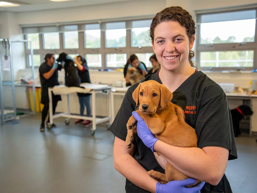 Veterinarian in scrubs holding a brown puppy at a veterinary clinic with colleagues working in the background.